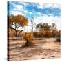 Awesome South Africa Collection Square - Savanna Landscape in Fall Colors-Philippe Hugonnard-Stretched Canvas