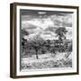 Awesome South Africa Collection Square - Savanna Landscape IV B&W-Philippe Hugonnard-Framed Photographic Print