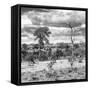 Awesome South Africa Collection Square - Savanna Landscape VI B&W-Philippe Hugonnard-Framed Stretched Canvas