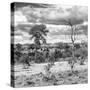 Awesome South Africa Collection Square - Savanna Landscape VI B&W-Philippe Hugonnard-Stretched Canvas
