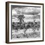 Awesome South Africa Collection Square - Savanna Landscape VI B&W-Philippe Hugonnard-Framed Photographic Print