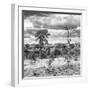 Awesome South Africa Collection Square - Savanna Landscape VI B&W-Philippe Hugonnard-Framed Photographic Print
