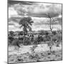 Awesome South Africa Collection Square - Savanna Landscape VI B&W-Philippe Hugonnard-Mounted Photographic Print