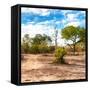 Awesome South Africa Collection Square - Savanna Landscape-Philippe Hugonnard-Framed Stretched Canvas