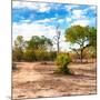 Awesome South Africa Collection Square - Savanna Landscape-Philippe Hugonnard-Mounted Photographic Print