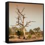 Awesome South Africa Collection Square - Savanna Tree at Sunrise-Philippe Hugonnard-Framed Stretched Canvas