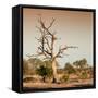 Awesome South Africa Collection Square - Savanna Tree at Sunrise-Philippe Hugonnard-Framed Stretched Canvas