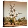 Awesome South Africa Collection Square - Savanna Tree at Sunrise-Philippe Hugonnard-Stretched Canvas