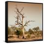 Awesome South Africa Collection Square - Savanna Tree at Sunrise-Philippe Hugonnard-Framed Stretched Canvas