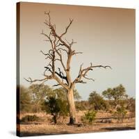Awesome South Africa Collection Square - Savanna Tree at Sunrise-Philippe Hugonnard-Stretched Canvas