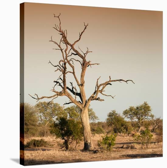 Awesome South Africa Collection Square - Savanna Tree at Sunrise-Philippe Hugonnard-Stretched Canvas