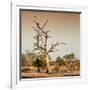 Awesome South Africa Collection Square - Savanna Tree at Sunrise-Philippe Hugonnard-Framed Photographic Print