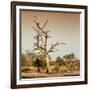 Awesome South Africa Collection Square - Savanna Tree at Sunrise-Philippe Hugonnard-Framed Photographic Print