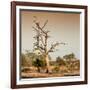 Awesome South Africa Collection Square - Savanna Tree at Sunrise-Philippe Hugonnard-Framed Photographic Print