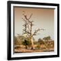 Awesome South Africa Collection Square - Savanna Tree at Sunrise-Philippe Hugonnard-Framed Photographic Print