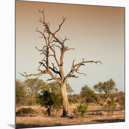 Awesome South Africa Collection Square - Savanna Tree at Sunrise-Philippe Hugonnard-Mounted Photographic Print