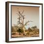 Awesome South Africa Collection Square - Savanna Tree at Sunrise-Philippe Hugonnard-Framed Photographic Print