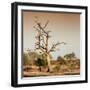 Awesome South Africa Collection Square - Savanna Tree at Sunrise-Philippe Hugonnard-Framed Photographic Print