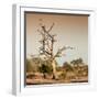 Awesome South Africa Collection Square - Savanna Tree at Sunrise-Philippe Hugonnard-Framed Photographic Print