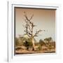 Awesome South Africa Collection Square - Savanna Tree at Sunrise-Philippe Hugonnard-Framed Photographic Print