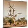 Awesome South Africa Collection Square - Savanna Tree at Sunrise-Philippe Hugonnard-Mounted Photographic Print