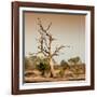 Awesome South Africa Collection Square - Savanna Tree at Sunrise-Philippe Hugonnard-Framed Photographic Print