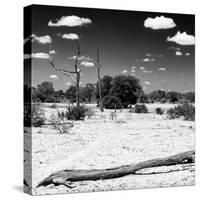 Awesome South Africa Collection Square - Savannah Landscape II B&W-Philippe Hugonnard-Stretched Canvas