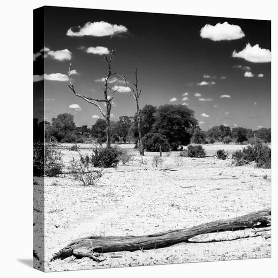 Awesome South Africa Collection Square - Savannah Landscape II B&W-Philippe Hugonnard-Stretched Canvas