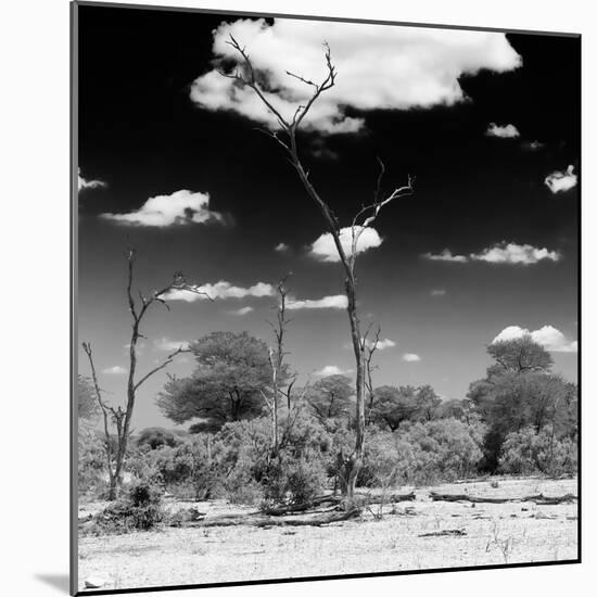 Awesome South Africa Collection Square - Savannah Landscape IV B&W-Philippe Hugonnard-Mounted Photographic Print