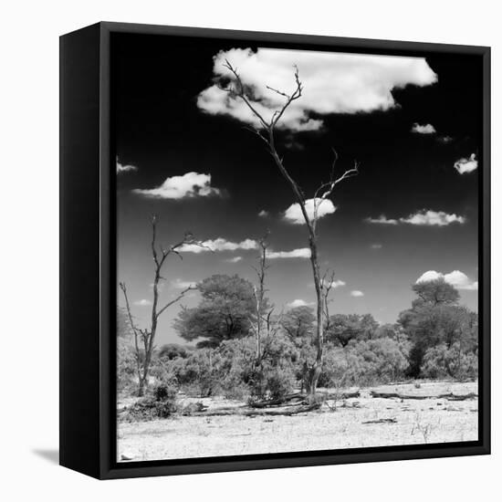 Awesome South Africa Collection Square - Savannah Landscape IV B&W-Philippe Hugonnard-Framed Stretched Canvas