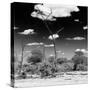 Awesome South Africa Collection Square - Savannah Landscape IV B&W-Philippe Hugonnard-Stretched Canvas