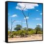 Awesome South Africa Collection Square - Savannah Landscape IV-Philippe Hugonnard-Framed Stretched Canvas