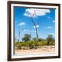 Awesome South Africa Collection Square - Savannah Landscape IV-Philippe Hugonnard-Framed Photographic Print