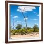 Awesome South Africa Collection Square - Savannah Landscape IV-Philippe Hugonnard-Framed Photographic Print