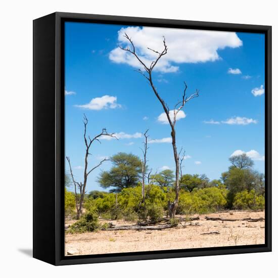 Awesome South Africa Collection Square - Savannah Landscape IV-Philippe Hugonnard-Framed Stretched Canvas