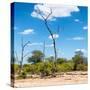 Awesome South Africa Collection Square - Savannah Landscape IV-Philippe Hugonnard-Stretched Canvas