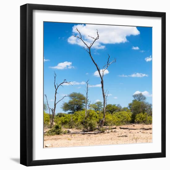 Awesome South Africa Collection Square - Savannah Landscape IV-Philippe Hugonnard-Framed Photographic Print