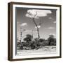 Awesome South Africa Collection Square - Savannah Landscape V-Philippe Hugonnard-Framed Photographic Print