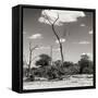 Awesome South Africa Collection Square - Savannah Landscape V-Philippe Hugonnard-Framed Stretched Canvas