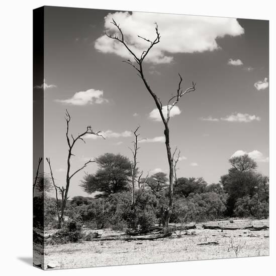 Awesome South Africa Collection Square - Savannah Landscape V-Philippe Hugonnard-Stretched Canvas