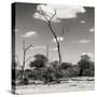 Awesome South Africa Collection Square - Savannah Landscape V-Philippe Hugonnard-Stretched Canvas