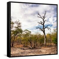 Awesome South Africa Collection Square - Savannah Landscape-Philippe Hugonnard-Framed Stretched Canvas