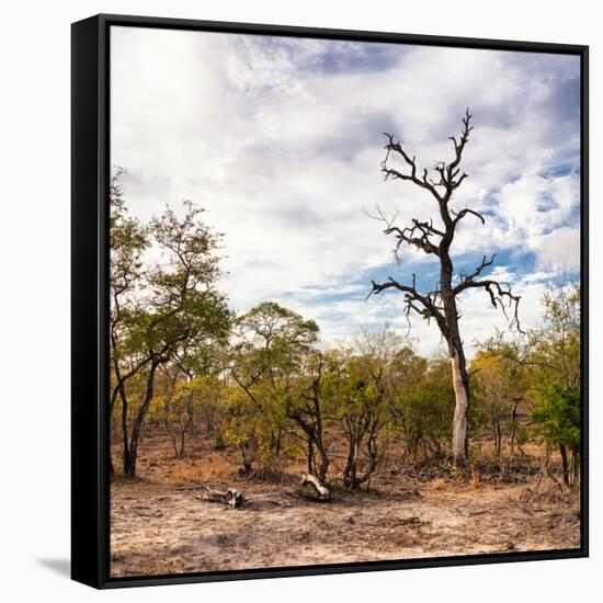 Awesome South Africa Collection Square - Savannah Landscape-Philippe Hugonnard-Framed Stretched Canvas