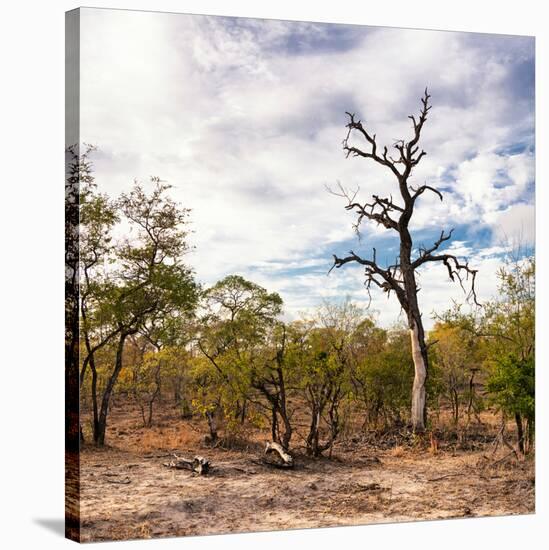 Awesome South Africa Collection Square - Savannah Landscape-Philippe Hugonnard-Stretched Canvas