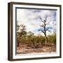 Awesome South Africa Collection Square - Savannah Landscape-Philippe Hugonnard-Framed Photographic Print