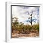 Awesome South Africa Collection Square - Savannah Landscape-Philippe Hugonnard-Framed Photographic Print