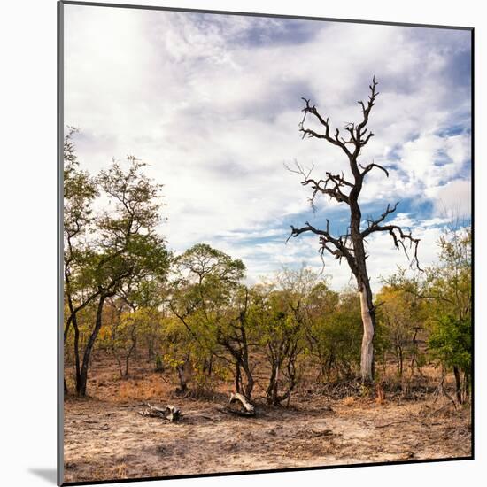 Awesome South Africa Collection Square - Savannah Landscape-Philippe Hugonnard-Mounted Photographic Print