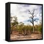 Awesome South Africa Collection Square - Savannah Landscape-Philippe Hugonnard-Framed Stretched Canvas