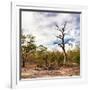 Awesome South Africa Collection Square - Savannah Landscape-Philippe Hugonnard-Framed Photographic Print