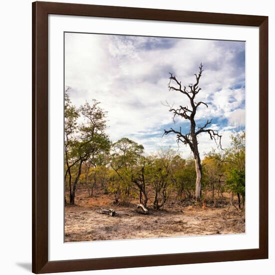 Awesome South Africa Collection Square - Savannah Landscape-Philippe Hugonnard-Framed Photographic Print